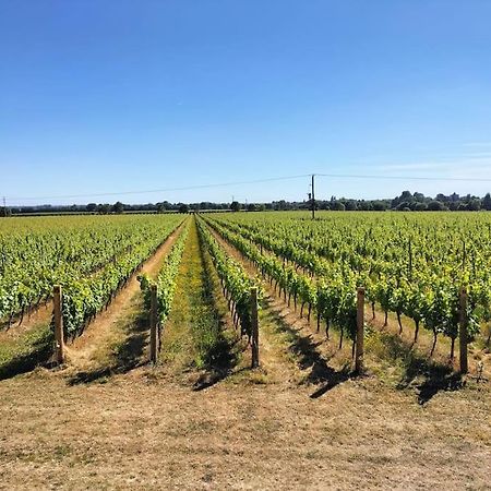 Cosy Cottage With Vineyard View Near Goodwood Chichester Exteriér fotografie